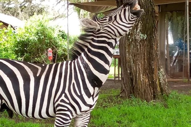 2 Day Safari Tarangire and Ngorongoro Crater - Price and What’s Included in This $440 Safari Package