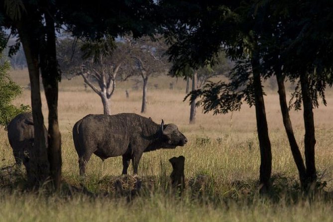 2 Day safari to Mikumi departure from Zanzibar - Key Things I’d Want You to Know Up Front