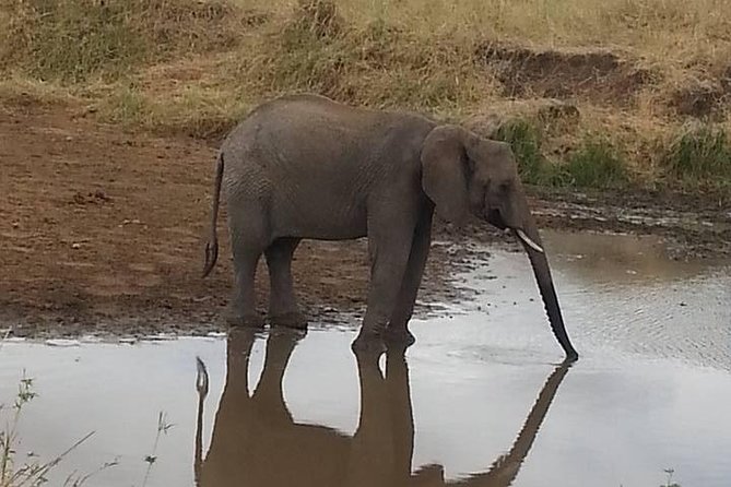 2 Day safari to Mikumi departure from Zanzibar - The Real Value of Meals and Park Admission