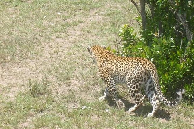 2 Day safari to Mikumi departure from Zanzibar - Guides and Communication: The Difference Between an Okay Safari and a Great One