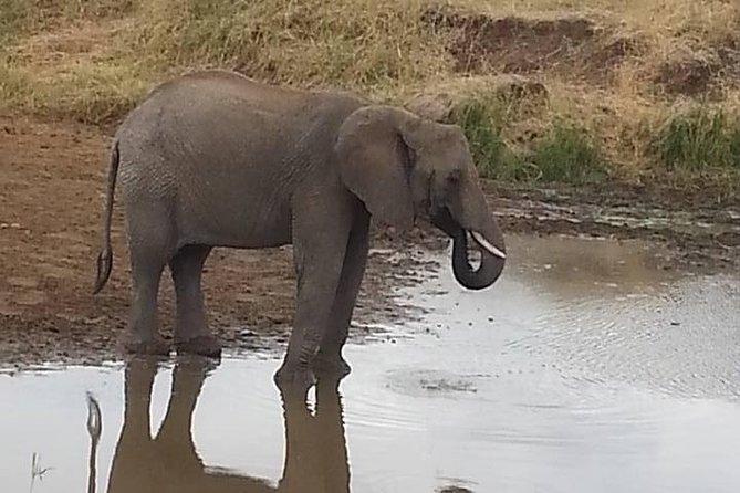 2 Day safari to Mikumi departure from Zanzibar - Price of $690.90 Per Person: When It’s a Good Deal