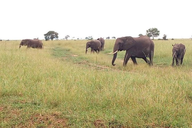 2 Day Safari To Mikumi National Park + transfers from Dar Es Salam - Key things that make this Mikumi safari work