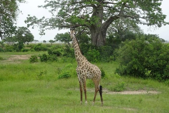 2 Day Safari To Mikumi National Park + transfers from Dar Es Salam - Sunset game drive on day 1, plus your first night in camp