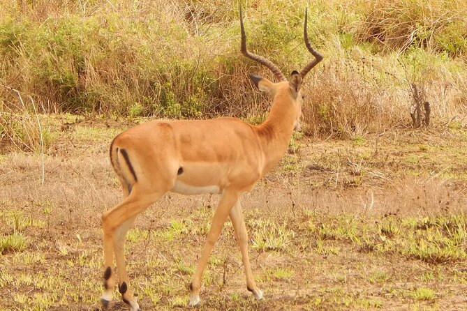 2 Day Safari To Mikumi National Park + transfers from Dar Es Salam - Day 2: early safari time, lunch at bandas camp, then another sunset session