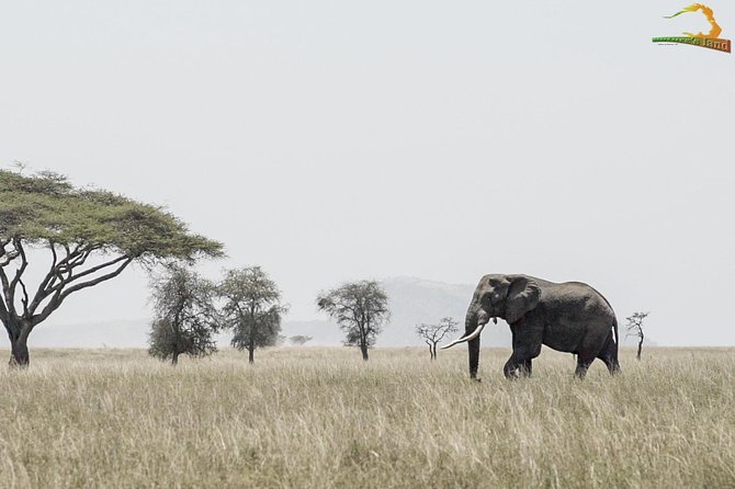 2 Day Serengeti Safari Experience from Mwanza - Camping or lodge night inside Serengeti: the big value move