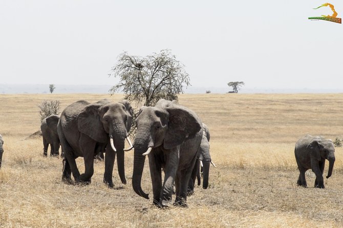 2 Day Serengeti Safari Experience from Mwanza - What you’ll notice most during the safari day