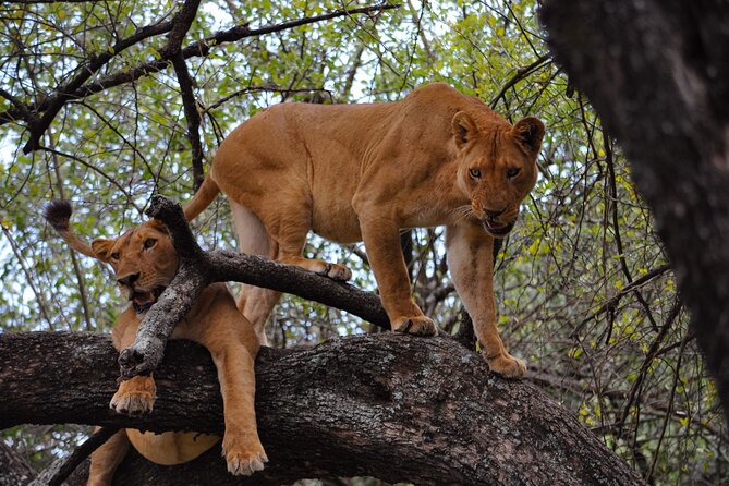 2-Day Sublime Safari to Tarangire and Ngorongoro Safari - Two Parks in 48 Hours: How This Itinerary Feels in Real Life