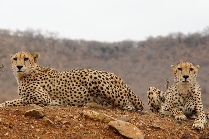 2-Day Sublime Safari to Tarangire and Ngorongoro Safari - The Overnight Plan: Dinner, Sleep, and Why Location Choice Matters