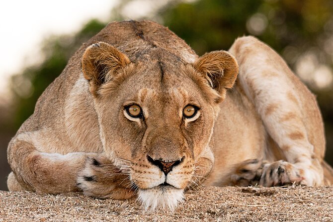2-Day Sublime Safari to Tarangire and Ngorongoro Safari - The Role of Your Guide: What Amani and Innocent Represent