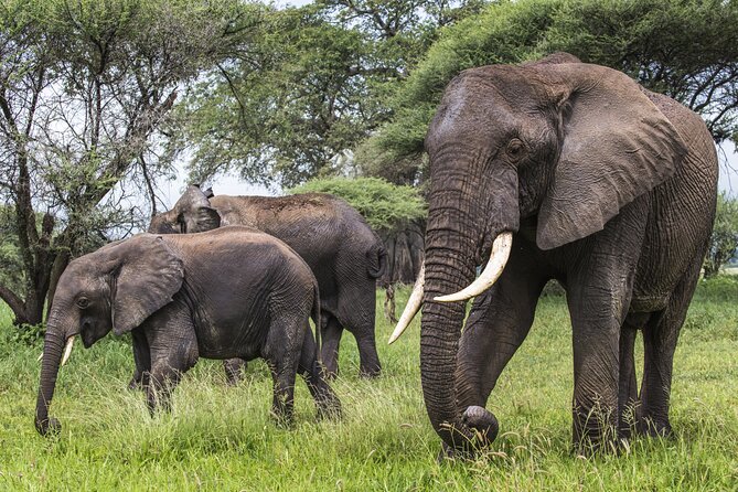 2-Day Sublime Safari to Tarangire and Ngorongoro Safari - Wildlife Reality Check: Big-Five Chances Without the Fantasy