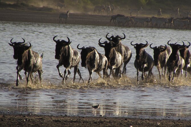 2-Day Sublime Safari to Tarangire and Ngorongoro Safari - Practical Tips: Packing, Timing, and Safari Comfort