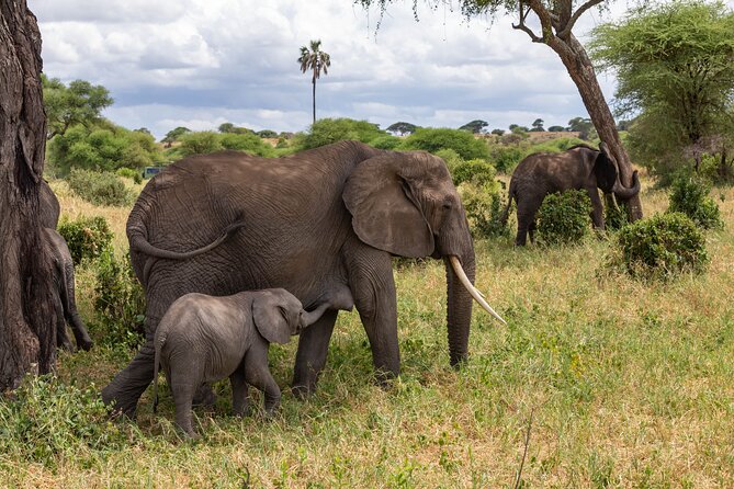 2 Day Tanzania Safari in Tarangire and Ngorongoro Crater - Key highlights to know before you go