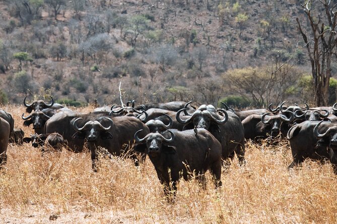 2 Day Tanzania Safari in Tarangire and Ngorongoro Crater - Day 1 in Tarangire National Park: Elephants at the River