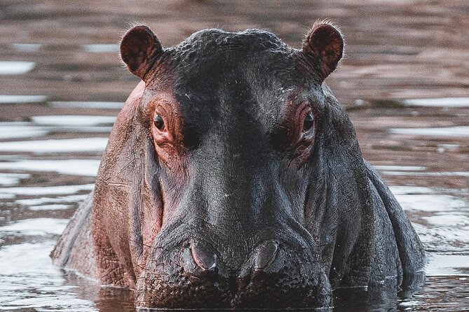 2 Day Tanzania Safari in Tarangire and Ngorongoro Crater - Morning to Lunch Rhythm in the Jeep