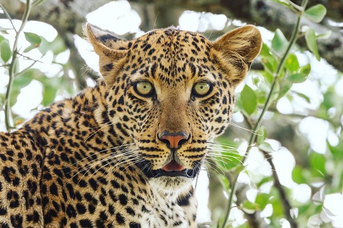 2 Day Tanzania Tour - A Two-Day Safari That Actually Feels Like Two Safaris