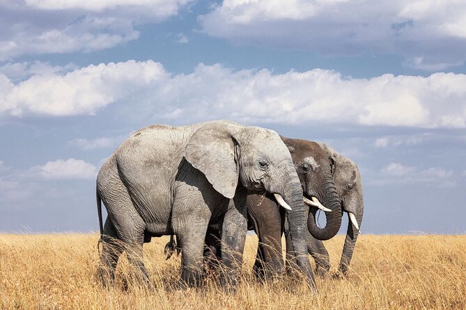 2 Day Tanzania Tour - Day 2 in Ngorongoro: The Descent, the Hippo Lake Picnic, the Climb Out