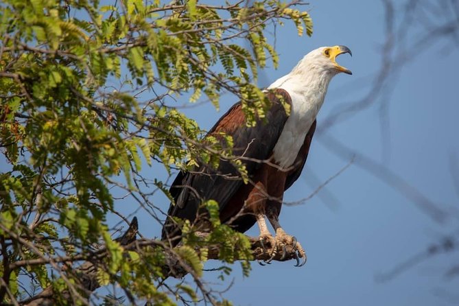 2 Day Wildlife Experience and Masai Culture Mikumi Park - Key things that make this safari work