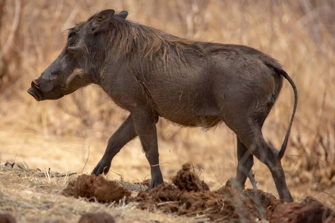2 Day Wildlife Experience and Masai Culture Mikumi Park - Food and drinks, what is actually included