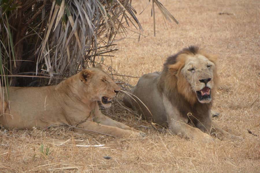 2 Day Zanzibar to Nyerere NP (Selous GR) By Flight - Key points