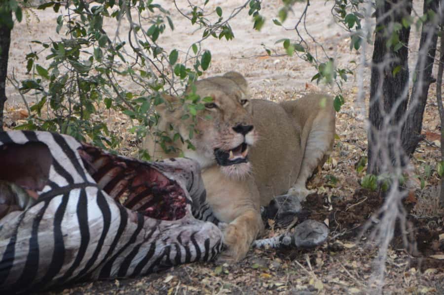 2 Day Zanzibar to Nyerere NP (Selous GR) By Flight - Rufiji River Boat Safari: Hippos, Nile Crocodiles, and Fish Life