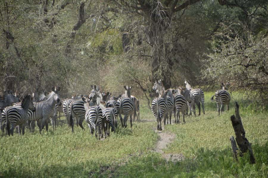 2 Day Zanzibar to Nyerere NP (Selous GR) By Flight - Price and Value: Why $999 Can Make Sense for Two Days