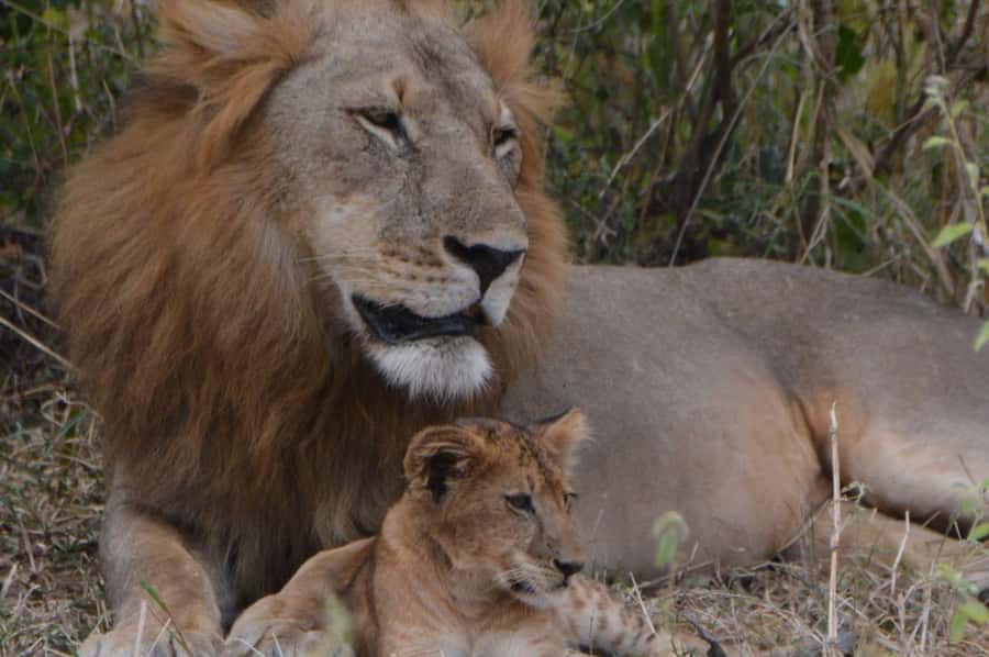 2 Day Zanzibar to Nyerere NP (Selous GR) By Flight - Who Should Choose This Private 2-Day Package