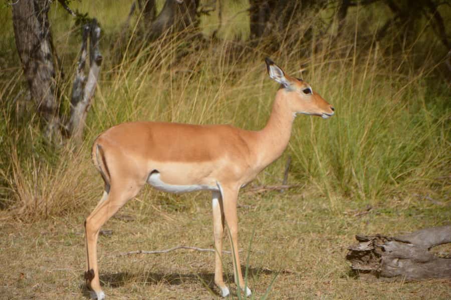 2 Day Zanzibar to Nyerere NP (Selous GR) By Flight - Should You Book This Zanzibar to Nyerere NP Trip?
