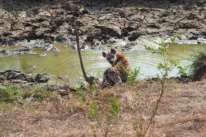 2 Days 1 Night Mikumi National Park - Key highlights you should care about