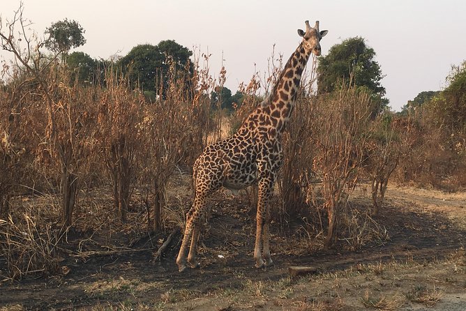 2 Days 1 Night Mikumi National Park - The lodge night, meals, and how to plan for a smooth day