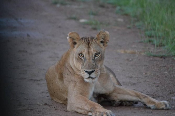 2 Days 1 Night Mikumi National Park from Dar es salaam - Mikumi in 48 Hours: Why This Dar es Salaam Safari Works