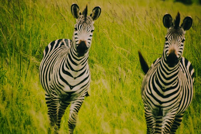 2 Days 1 Night Mikumi National Park from Dar es salaam - Day 2 Early Morning Game Drive, Then Back to Dar