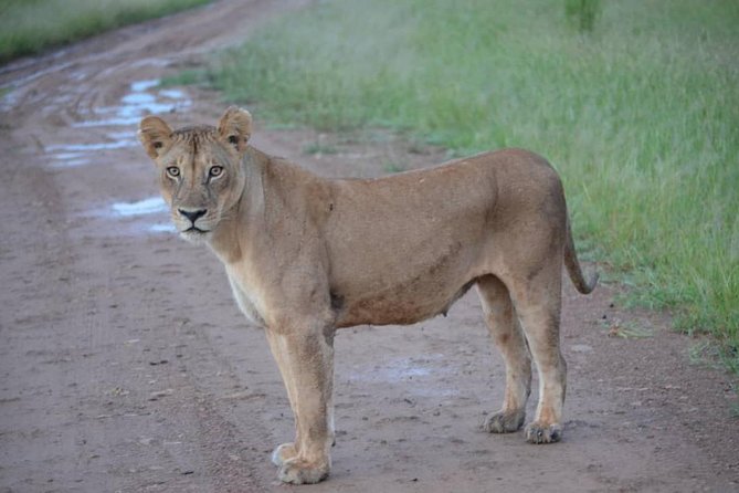 2 Days 1 Night Mikumi National Park from Dar es salaam - Guides Like Patrick, Frederick, and Mariam: What Good Spotting Really Means