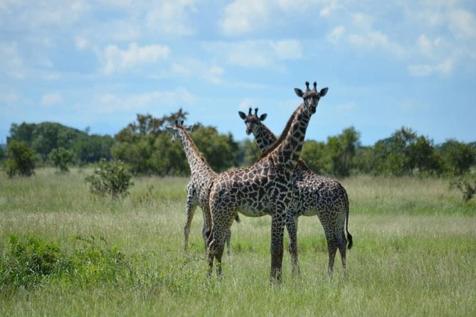 2 Days 1 Night Mikumi National Park from Dar es salaam - What You Can Realistically See in Mikumi on This Short Schedule