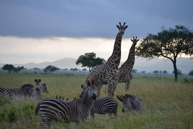 2 Days 1 Night Mikumi National Park from Dar es salaam - Price and Value: What $670 Covers, and What It Does Not