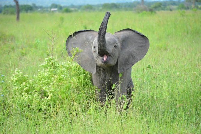 2 Days 1 Night Mikumi National Park from Dar es salaam - Pickup at 5am, the Morogoro Lunch Stop, and the Drive You Can Actually Plan For