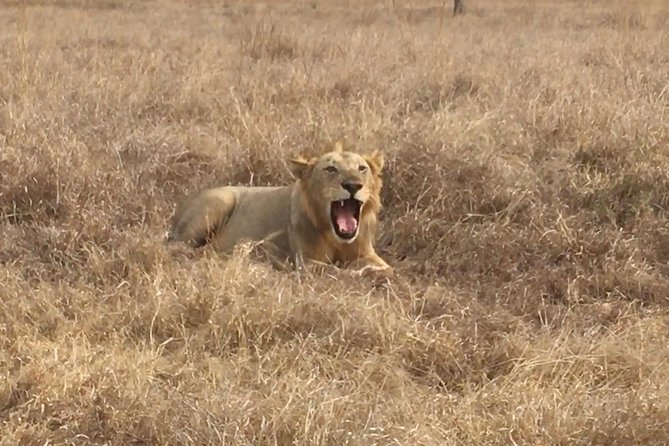2 Days 1 Night Mikumi National Park - Mikumi game drive day one, check-in, and why the afternoon matters