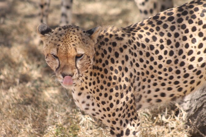 2 Days 1 Night Northern Joining Safari Private Tour - The drive and the early rhythm from Kilimanjaro and Arusha