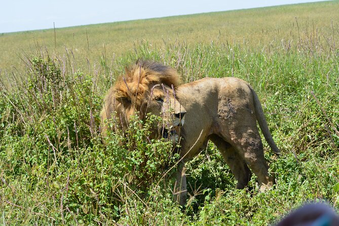 2 Days 1 Night Northern Joining Safari Private Tour - Meals, timing, and how to pack for two safari days