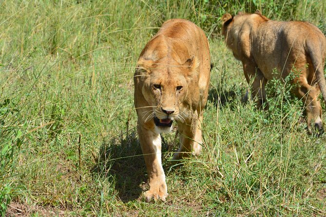 2 Days 1 Night Northern Joining Safari Private Tour - Price and value: is $780 per person fair for this combo?