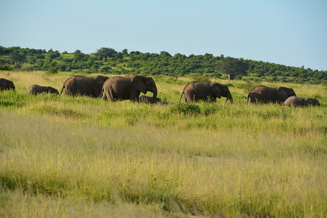 2 Days 1 Night Northern Joining Safari Private Tour - The guide and driver factor that makes the difference