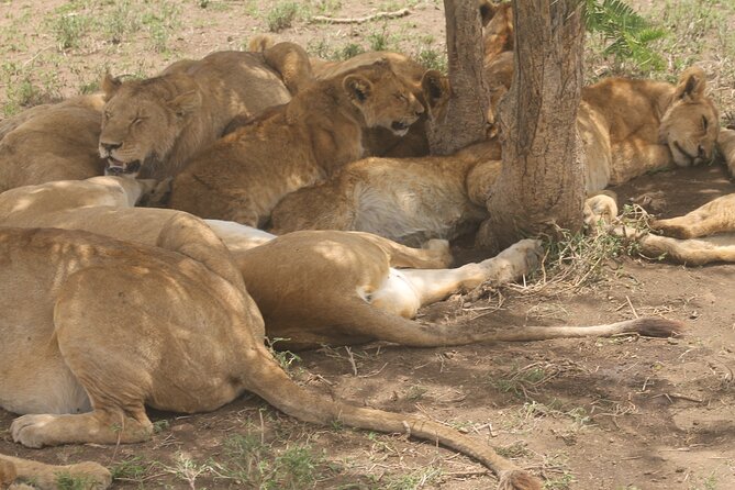 2 Days 1 Night Northern Joining Safari Private Tour - What you really get from the Tarangire game drive blocks