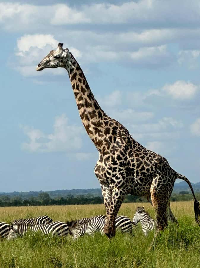 2 Days 1 Night Nyerere National Park from Zanzibar by flight - Fly-in Safari to Nyerere: why Mtemere Airstrip matters
