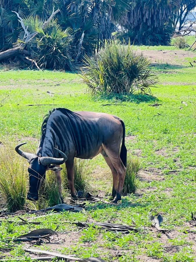 2 Days 1 Night Nyerere National Park from Zanzibar by flight - Your overnight lodge and full-board comfort after safari