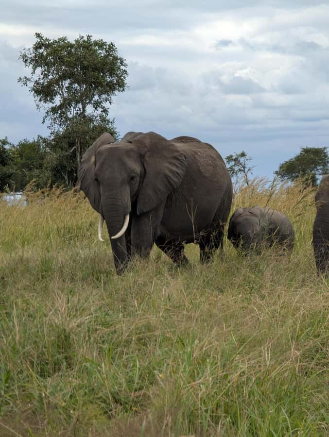 2 Days 1 Night Nyerere National Park from Zanzibar by flight - Rufiji River boat safari at 10:00 am: hippos, crocs, and birds