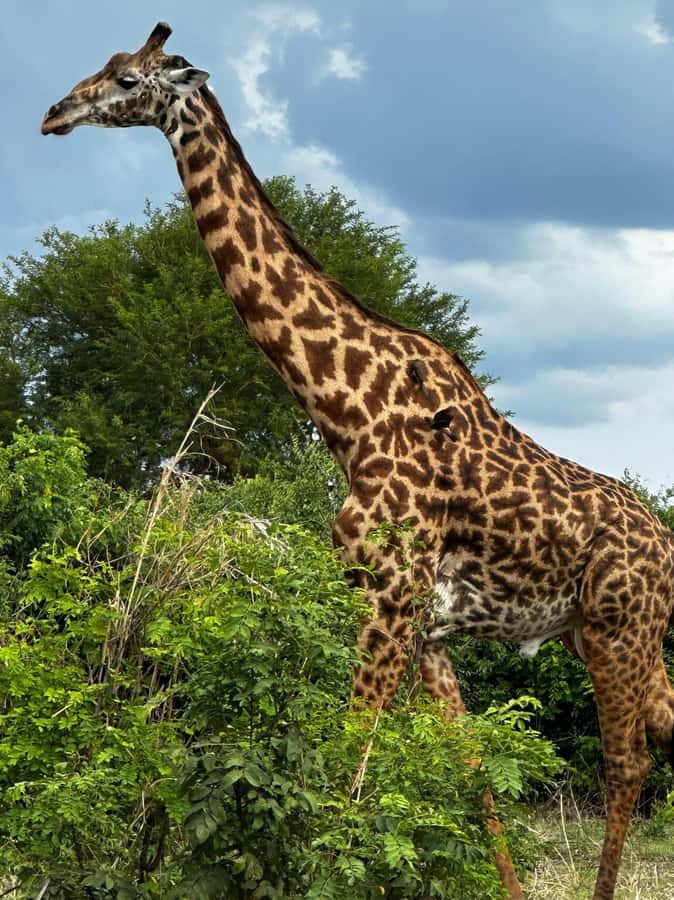 2 Days 1 Night Nyerere National Park from Zanzibar by flight - How the guide and driver work to find animals fast