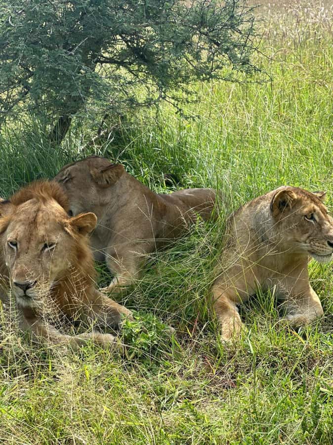 2 Days 1 Night Nyerere National Park from Zanzibar by flight - Should you book this 2 days 1 night Nyerere trip?