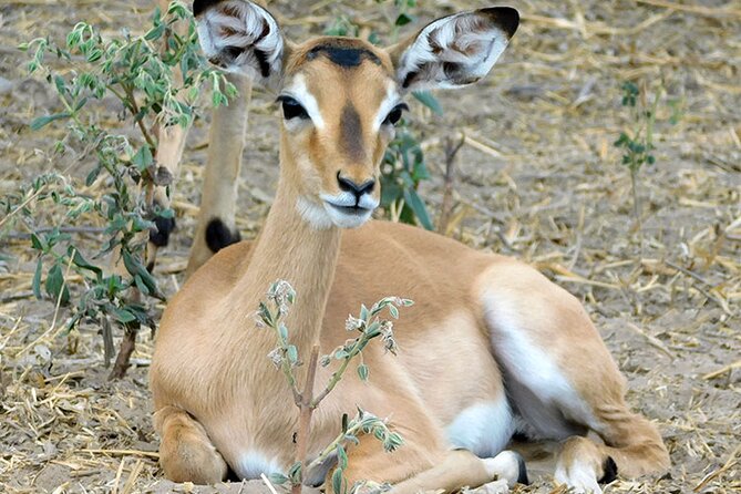 2 Days /1 Night safari to Mikumi - Key takeaways before you go