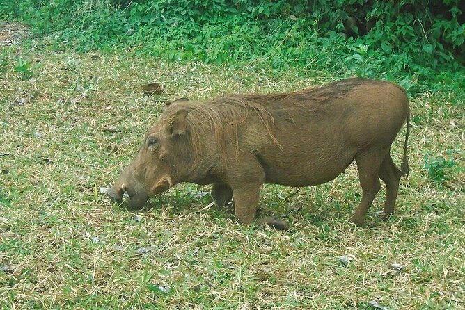 2 Days /1 Night safari to Mikumi - The 3-star lodge outside the park is part of the value