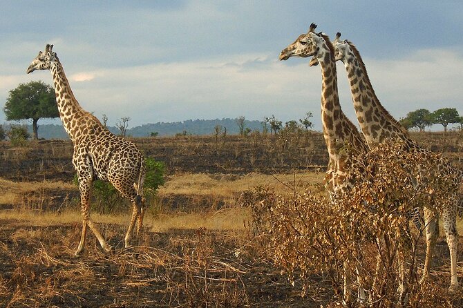 2 Days /1 Night safari to Mikumi - What animals and birds to expect in Mikumi