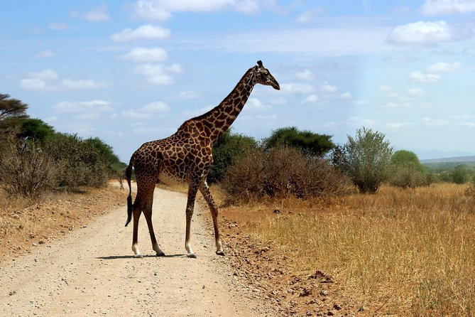 2 Days /1 Night safari to Mikumi - Best fit for you, and how to plan your day